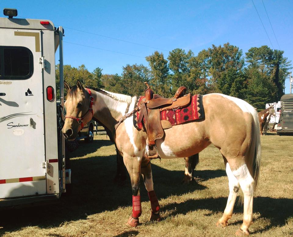 APHA buckskin paint mare